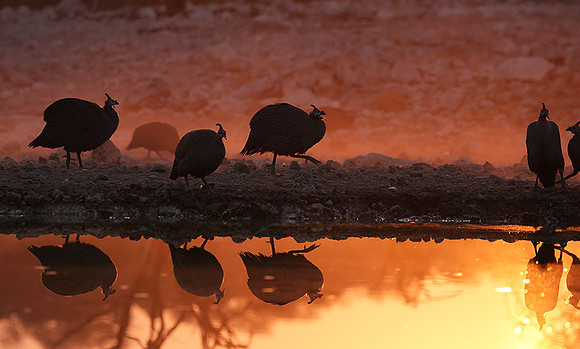 Helmeted guineafowl - Ongava Private Reserve