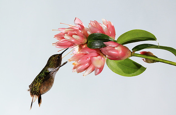Volcano humming bird
