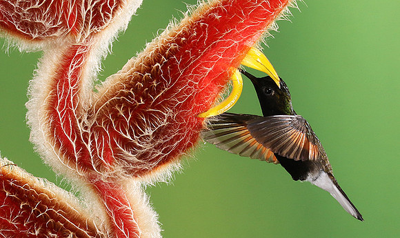 Black-bellied hummingbird