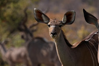 Onguma Private Reserve