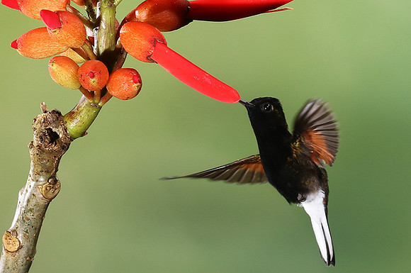 Black-bellied hummingbird