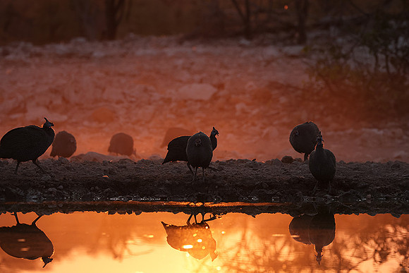Helmeted guineafowl - Ongava Private Reserve