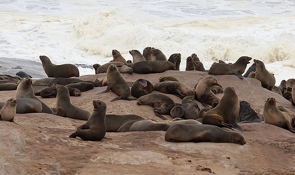 Cape fur seals - Skeleton coast