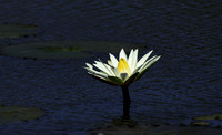 Lotus flowers - Botswana