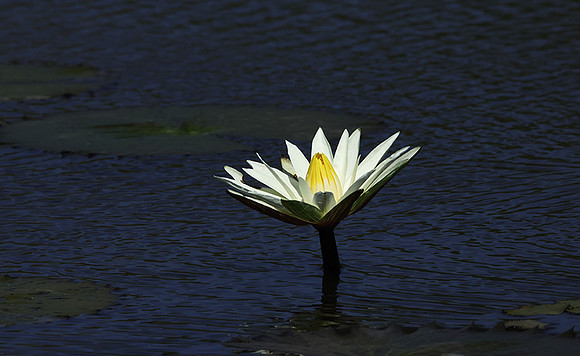Lotus flowers - Botswana