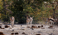 Ongava Private Reserve