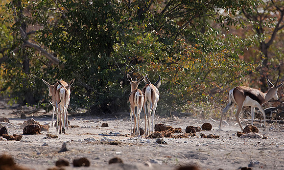 Ongava Private Reserve