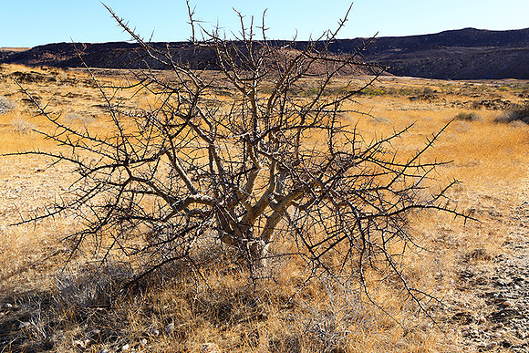 Damaraland