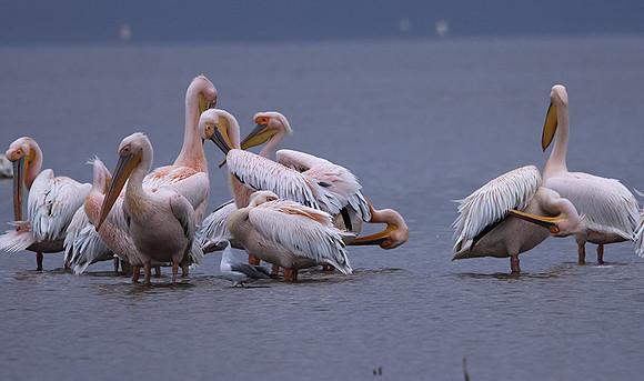 Lake Nakuru