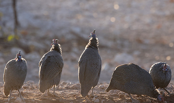 Helmeted guineafowl - Ongava Private Reserve