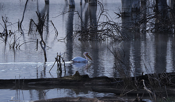 Lake Nakuru