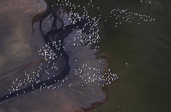 Pelicans from helicopter