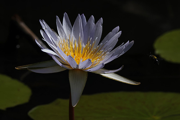 Lotus flowers - Botswana