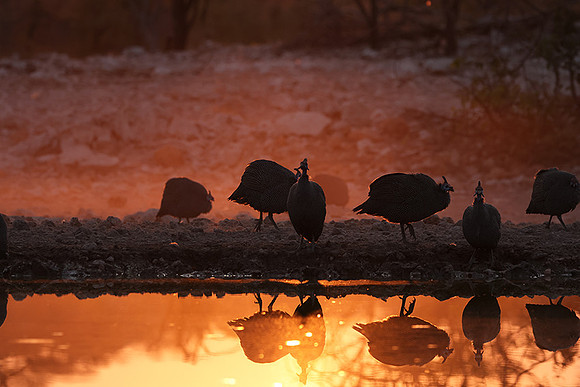 Helmeted guineafowl - Ongava Private Reserve