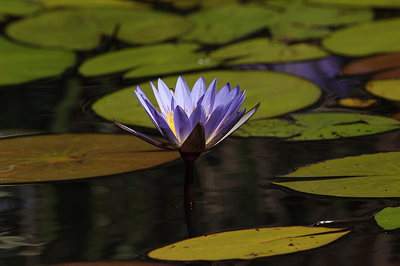 Lotus flowers - Botswana