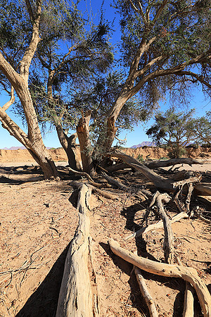 Damaraland