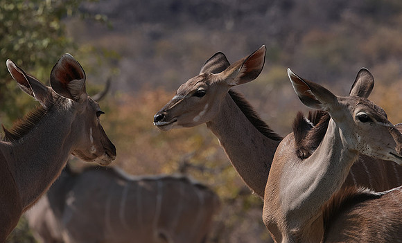 Onguma Private Reserve