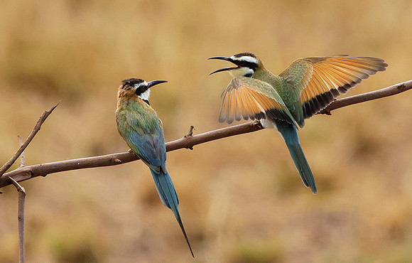 White-throated bee-eater - Shompole