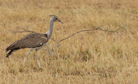 Kori bustard - Shompole
