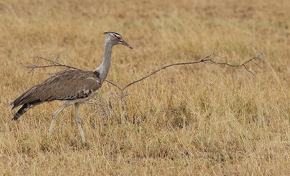 Kori bustard - Shompole