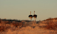 Damaraland