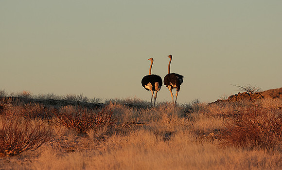 Damaraland
