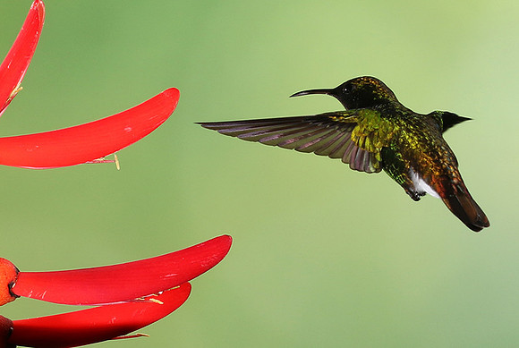 Black-bellied hummingbird