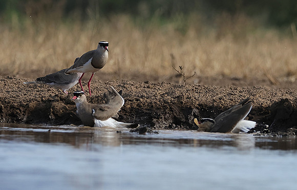 Crowned lapwing - Shompole