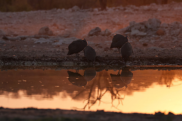 Helmeted guineafowl - Ongava Private Reserve