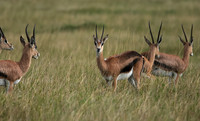 Borana