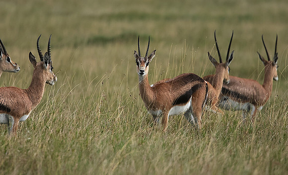 Borana