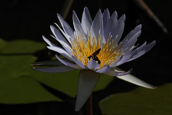 Lotus flowers - Botswana