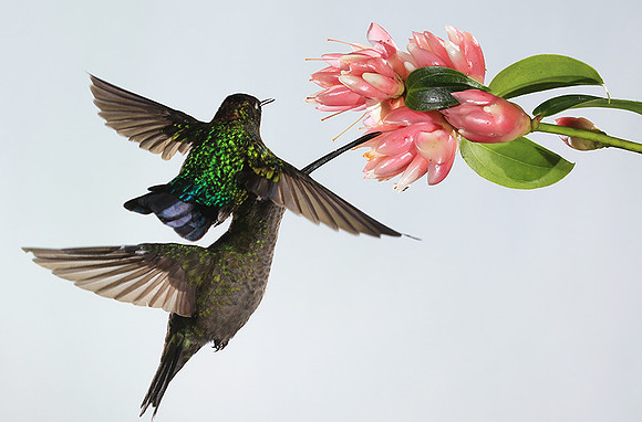 Fiery-throated humming bird & rivoli's hummingbird