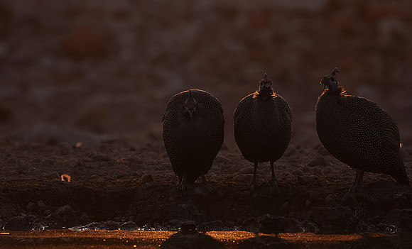 Helmeted guineafowl - Ongava Private Reserve