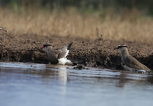 Crowned lapwing - Shompole