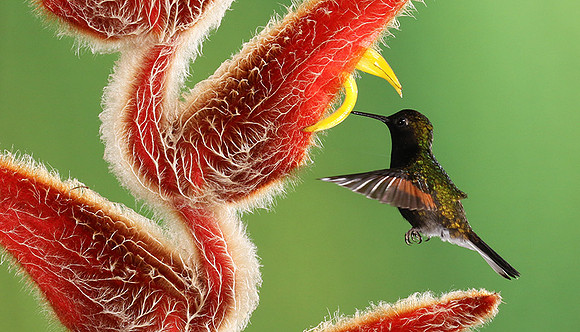 Black-bellied hummingbird