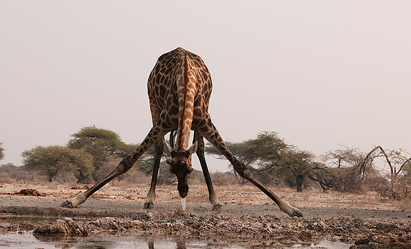 Onguma Private Reserve
