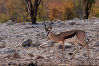 Ongava Private Reserve