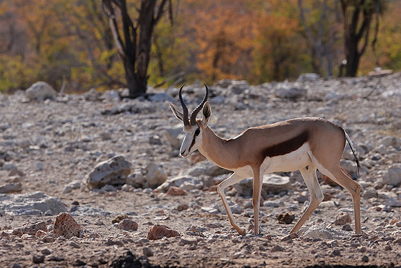 Ongava Private Reserve
