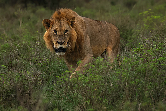 Nakuru
