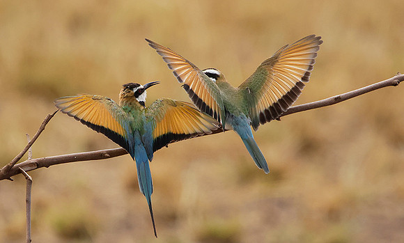 White-throated bee-eater - Shompole