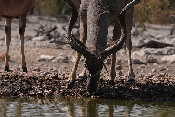 Onguma Private Reserve