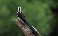 Von der Decken's hornbill