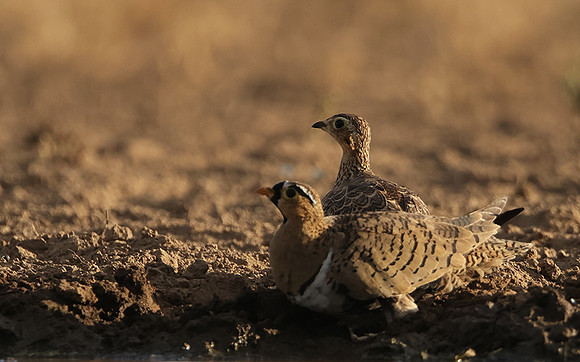 Black-faced sangrouses - Shompole