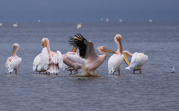 Lake Nakuru
