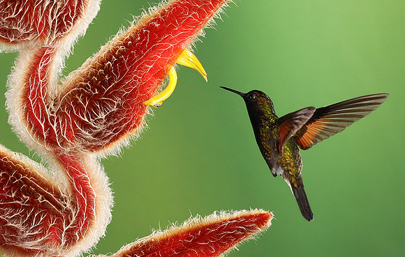 Black-bellied hummingbird