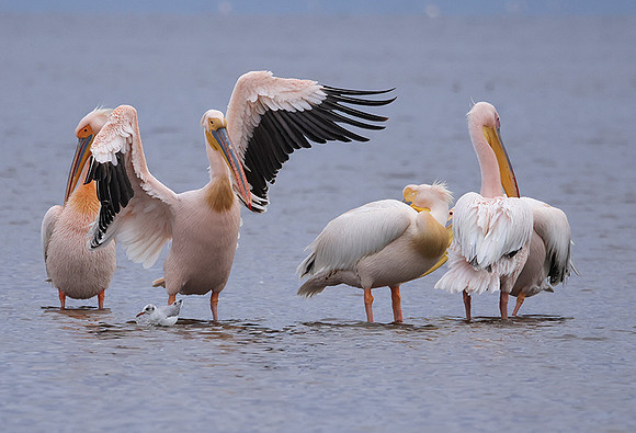 Lake Nakuru