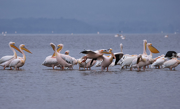 Lake Nakuru