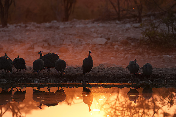 Helmeted guineafowl - Ongava Private Reserve