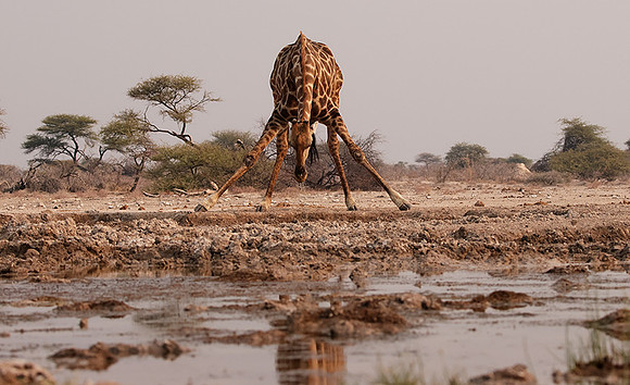 Onguma Private Reserve